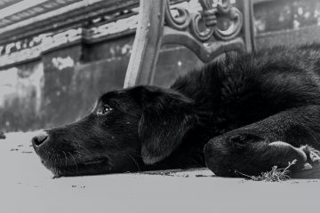 closeup photo of dog lying on the ground