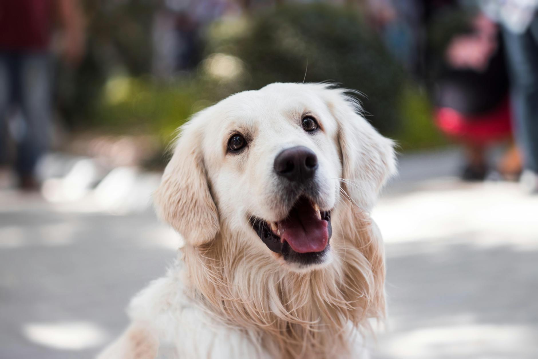 Portrait d'un golden retriever souriant à la caméra